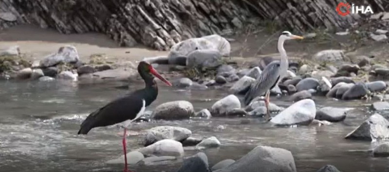 Tunceli'de doğada 2 tanesi ortaya çıktı. İçinden 1 tanesi çok farklıydı! Türkiye'de görülmeyen hayvan Tunceli'de ortaya çıktı - Resim: 2