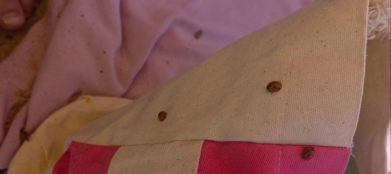 Edirne'de Saroz Körfezi sahiline akın eden vatandaşlar sabah beklemedikleri hayvan sürpriziyle karşılaştı! Her yerden 10'ar 20'şer çıkıyordu - Resim: 3