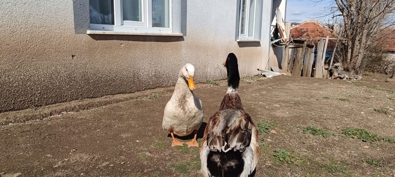 Yozgat'ta 11 tane hayvan almıştı! 10 tanesi teker teker telef oldu, geriye kalan 1 tanesi hakkındaki detay duyanları şaşkına çevirdi - Resim: 2