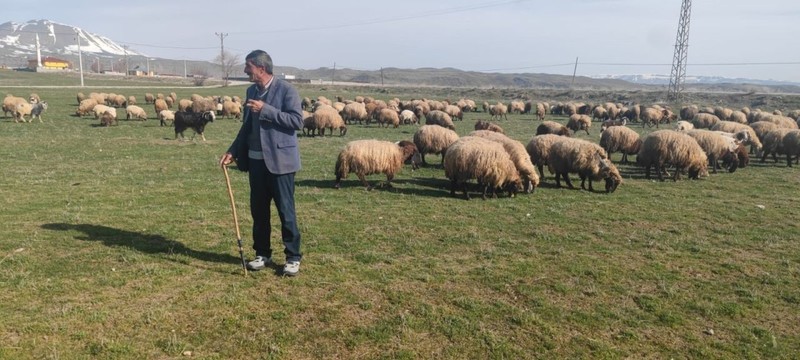 Havalar ısındı koyunların mera mesaisi başladı! Yem maliyetinden kurtulan üretici memnun - Resim: 5