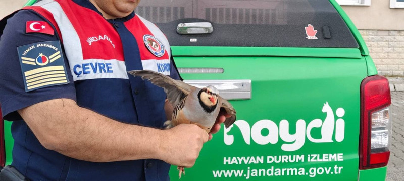 Yozgat’ta jandarma ekipleri doğada devriye gezdikleri sırada 1 tanesini gördü. Fark ettikleri detay sonrası 1 tanesini acilen korumalarına aldılar - Resim: 3
