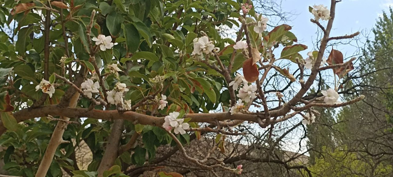 Sivas’ta şaşırtan doğa olayı! Sonbaharda çiçek açan ağaç hayrete düşürdü - Resim: 3