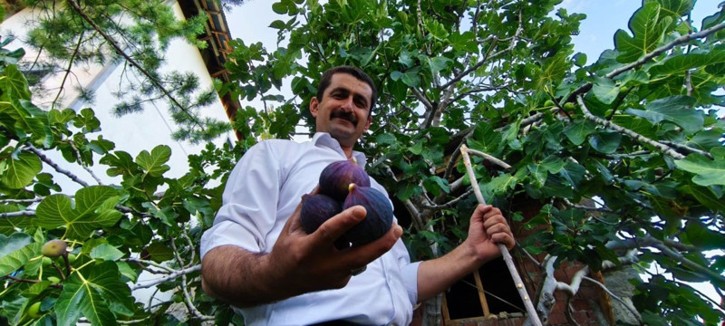Erzurum’da şaşırtan başarı! Bursa karası inciri sert iklimde meyve verdi - Resim: 3