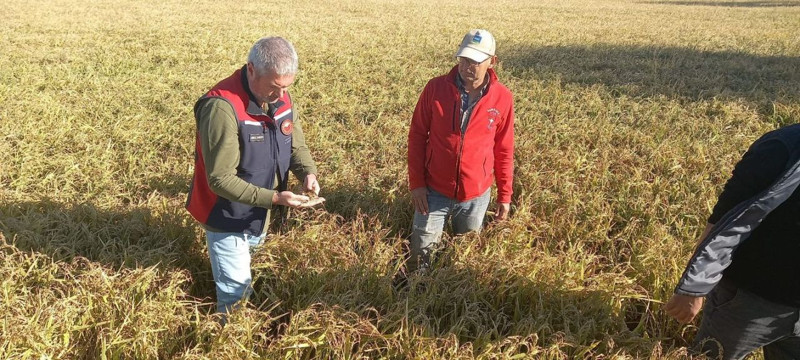 Çanakkale’de dolu yağışı tarım arazilerini vurdu! ekipler sahada hasar tespiti yaptı - Resim: 4