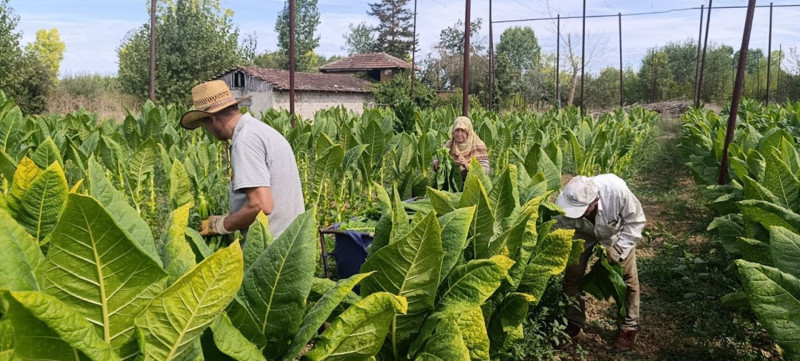 Denemek için ektiler, kazançları hiç beklemediği bir yere gitti! Şimdi bir ilçenin yeni geçim kapısı oluyor - Resim: 6
