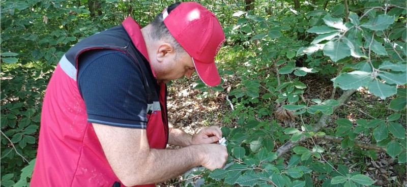 Kocaeli'de 15.000 tanesi teker teker doğaya salındı. 15.000 tane Kocaeli'nin her yerine hemen dağıldı - Resim: 1