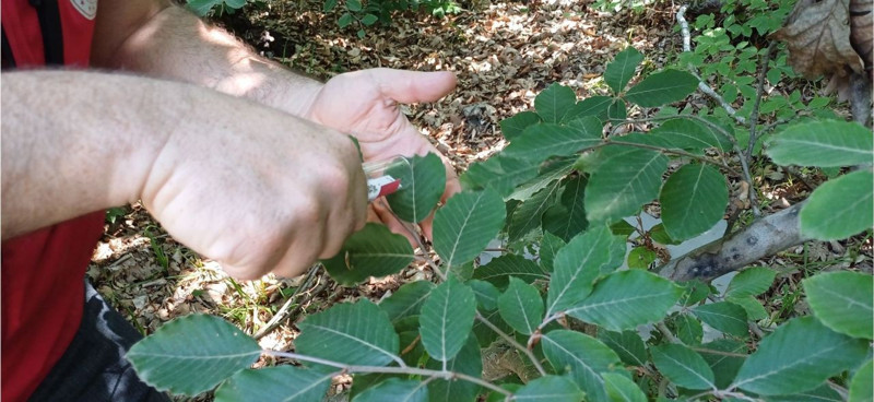 Kocaeli'de 15.000 tanesi teker teker doğaya salındı. 15.000 tane Kocaeli'nin her yerine hemen dağıldı - Resim: 2