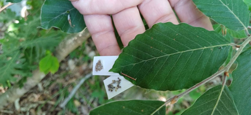 Kocaeli'de 15.000 tanesi teker teker doğaya salındı. 15.000 tane Kocaeli'nin her yerine hemen dağıldı - Resim: 3