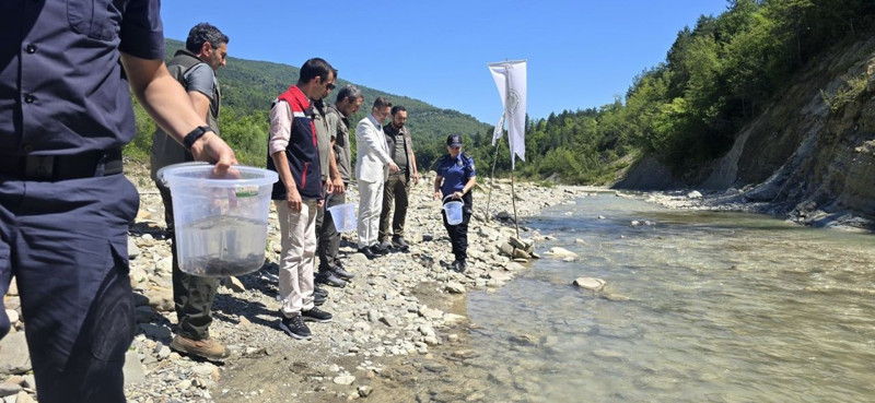 Sinop Ayancık’ta çaylara kırmızı benekli alabalık salındı. Ekosistem için destek adımı atıldı - Resim: 3