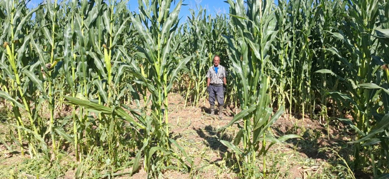 Elazığ'da 30 dönümlük mısır tarlası gece baskınına uğradı.  Zarar sanılandan daha fazla - Resim: 2