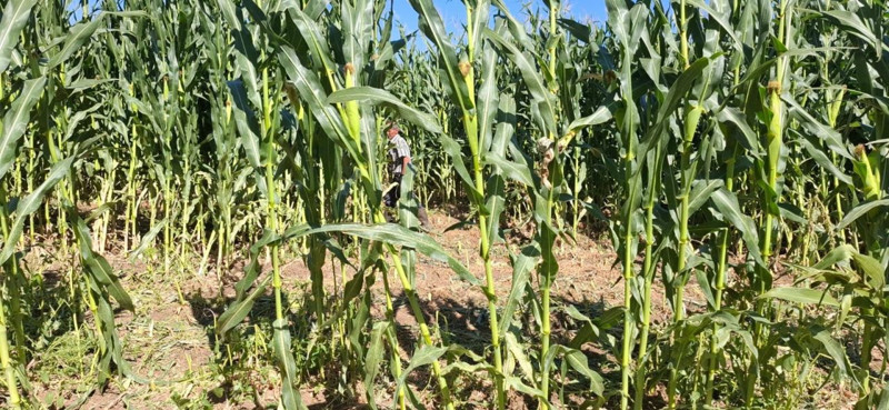Elazığ'da 30 dönümlük mısır tarlası gece baskınına uğradı.  Zarar sanılandan daha fazla - Resim: 3