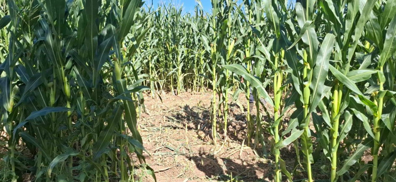 Elazığ'da 30 dönümlük mısır tarlası gece baskınına uğradı.  Zarar sanılandan daha fazla - Resim: 1