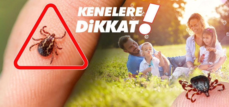 Tokat, Sivas, Çorum, Amasya, Erzurum'a acil uyarı verildi! O tehlikeli hayvan 10'ar 10'ar ortaya çıkmaya başladı! Tehlikenin asıl büyüğü sizde - Resim: 3