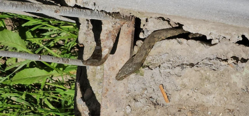 Evde değil yılan yuvasında yaşıyorlar! Boyları tam 3 metre! Aile çaresiz: Geceleri uyuyamıyoruz - Resim: 4