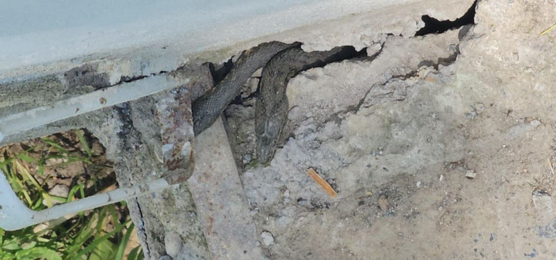 Evde değil yılan yuvasında yaşıyorlar! Boyları tam 3 metre! Aile çaresiz: Geceleri uyuyamıyoruz - Resim: 2
