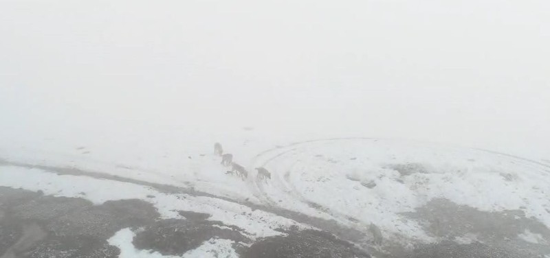 Sivas’ta -20 derecede Sibirya soğuklarının etkisiyle 9 tane korkunç hayvan peş peşe köye doğru indi! Harika manzarada ürküten görüntü - Resim: 3