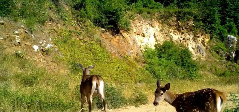 Bursa'da fotokapana yakalanan yaban hayatı ailesi görenlerin içini ısıttı - Resim: 1