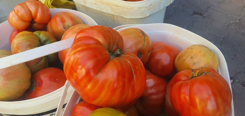 Elazığ’da görenleri şaşırttı! Tek tanesi 2 buçuk kiloya ulaştı - Resim: 3