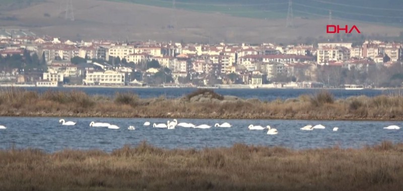 Çanakkale'de 5 yıldan bu yana kaydı yapılıyordu. Araştırmacılar son araştırmasında ilginç bir detayı fark etti - Resim: 5