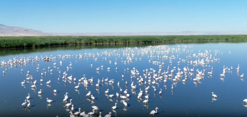 Afyonkarahisar’da kuraklık Eber Gölü’nü yuttu: Sular çekildi, flamingolar bataklığa kondu! - Resim: 4