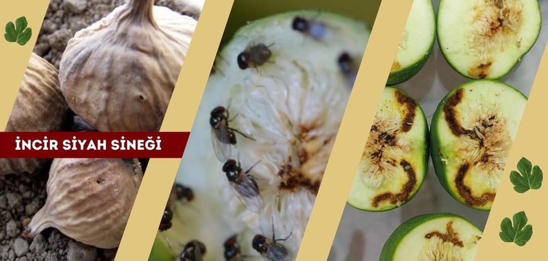 Aydın'da 1000'lercesi her an teker teker ortaya çıkabilir... 100'lerce çiftçi acil olarak siyah hayvana karşı uyarıldı - Resim: 2