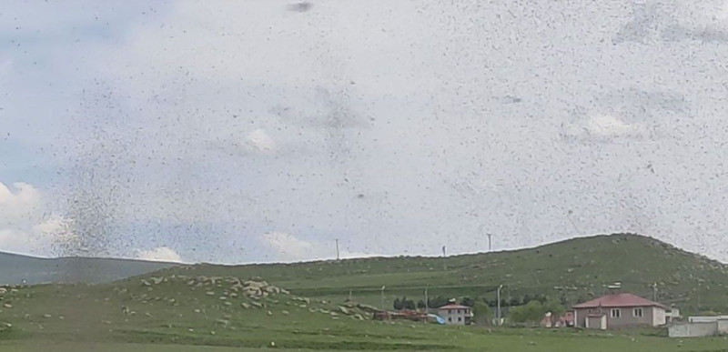 Ardahan ve Kars üzerinden 1000'lerce hayvan teker teker Türkiye'ye giriş yaptı. 1000'lerce hayvanın tek hedefi şu anda her yeri istila etmek - Resim: 2