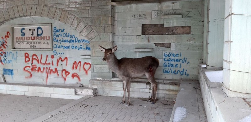 Bolu'da saldırıya uğradıktan sonra doğaya bırakılan hayvana 10 gün sonra gören resmi ekipler gözleriyle gördükleri manzaraya inanmadı - Resim: 1