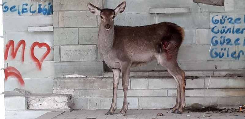 Bolu'da saldırıya uğradıktan sonra doğaya bırakılan hayvana 10 gün sonra gören resmi ekipler gözleriyle gördükleri manzaraya inanmadı - Resim: 2