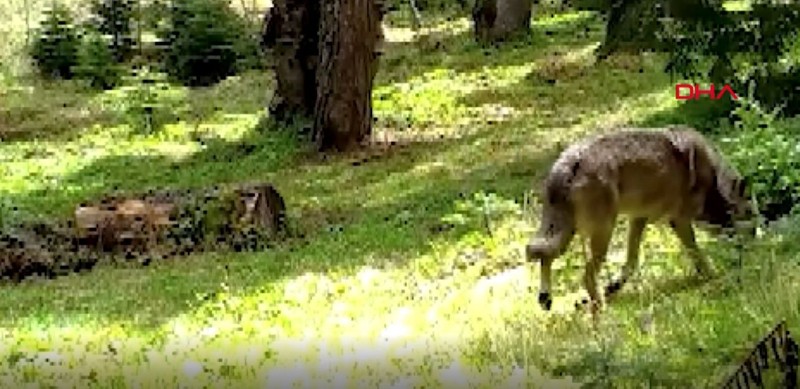 Bursa’da uzun zamandan beri görülmeyen ve ‘uğurlu’ olarak adlandırılan hayvan ormanda tek 1 başına ortaya çıktı. Onu görenler duruşuna hayran kaldı - Resim: 4