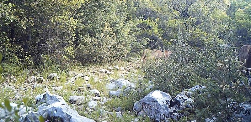 Burdur, Antalya ve Isparta'dan başka hiçbir yerde yok... Her yerde fellik fellik aranan hayvan 1,2,3 diyerek ortaya çıktı - Resim: 1