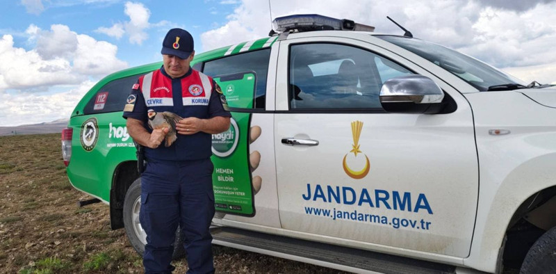 Yozgat’ta jandarma ekipleri doğada devriye gezdikleri sırada 1 tanesini gördü. Fark ettikleri detay sonrası 1 tanesini acilen korumalarına aldılar - Resim: 5