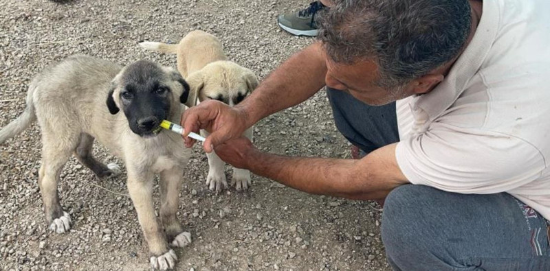 Osmaniye'de 2 tane hayvanı yan yana görmesinin ardından yanlarına gitti. 1 tane hayvanla ilgili detayı fark edince gözyaşlarını tutamadı - Resim: 7