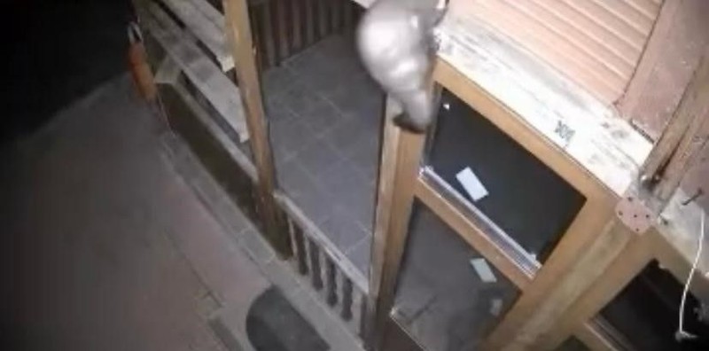 Çankırı'da 2 tane hayvan bağ evine girmeye çalışırken fotokopana yakalandı. Hayvanlardan 1 tanesi doğa için çok önemli - Resim: 1