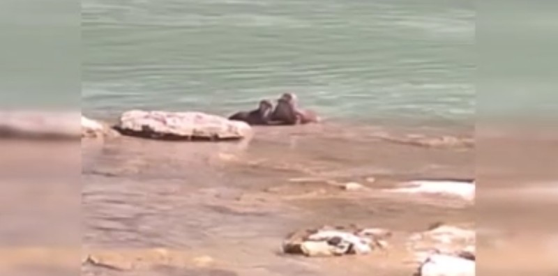 Tunceli'de 3 tanesi doğada hep beraber ortaya çıktı. Yakında insanlar o hayvan 1 tanesini bile çok zor görecek - Resim: 3