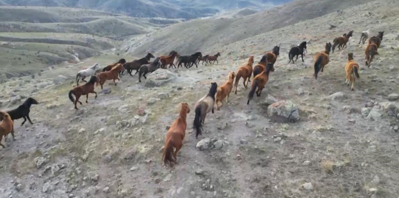 Afyonkarahisar'da hava sıcaklığı -10 dereceye kadar düşünce o hayvan da çaresiz kaldı. Soğukta yiyecek bulmak için sür sürü köye akın ettiler - Resim: 3