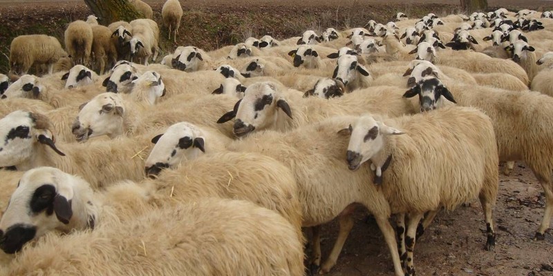 Erzincan'da -20'lerden sonra çobanları sevindiren gelişme yaşandı... 100'lercesi sabah 09.00'da her yere yayıldı, ortaya müthiş manzara çıktı - Resim: 2