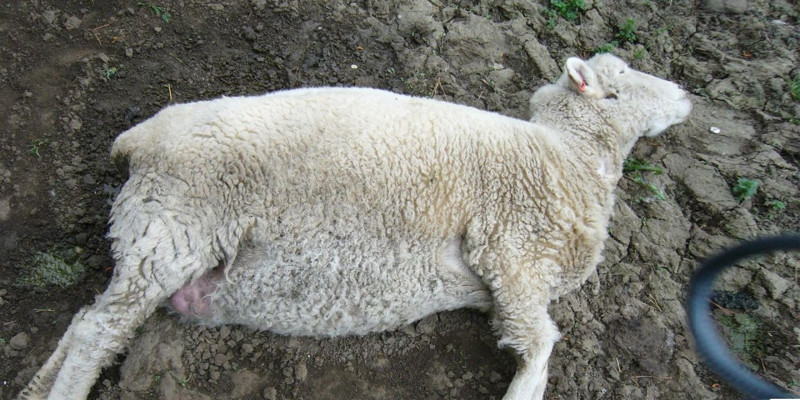 Türkiye'nin yanı başında Edirne'nin hemen arkasında 30.000 tane hayvan teker teker itlaf edildi. 40.000 tanesi de başka bölgede yok edildi - Resim: 5