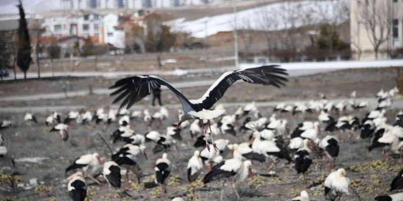 Kütahya’da 1000'lercesi 2'nci kez aynı hareketi yaptı. O hayvanın 2'nci kez yaptığı hareket Türkiye'yi endişelendirdi - Resim: 2