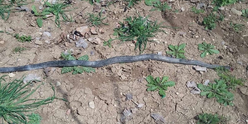 Gümüşhane'de 2 metre uzunluğunda bir anda ortaya çıktı. Normalde sizde şu an çok olmaz ama Giresun, Ordu, Rize, Samsun ve Trabzon siz de o hayvana dikkat edin - Resim: 1