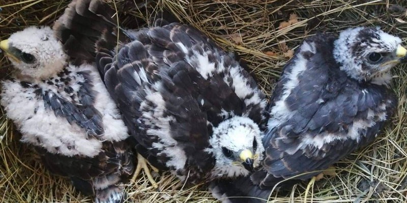 Muş'ta yaşayan vatandaş ve 3 çocuğu tarafından doğada bulundu. Vatandaş onu görür görmez hemen koruması altına aldı - Resim: 3