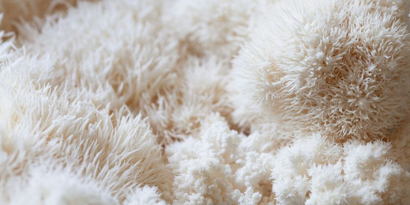 Doğada nadiren görülüyordu! Ormanda buldu, evin balkonunda yapıp 3 bin TL'den satıyor - Resim: 6