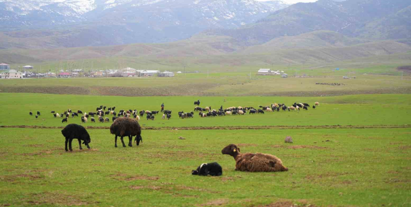 Muş'ta tam 1 milyon 250 bin tanesi teker teker doğaya bırakıldı. Hayvanların doğaya bırakılmasıyla ilgili korkunç detay da Türkiye için açıklandı - Resim: 2