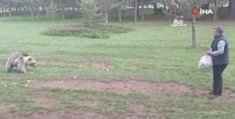 Erzincan’da yürekleri ağızlara getiren yakınlık! Koca hayvanı elleriyle besledi - Resim: 3