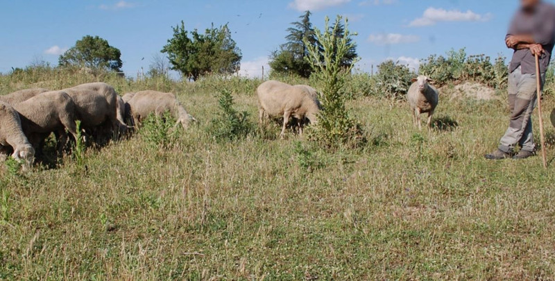 Kars’ta 200'lerce koyunu otlatmaya çıkaran çoban kayalıklara doğru gittiğinde korkunç bir şey oldu. 200'lerce bir anda kafasını aynı anda kayalıklara çevirdi - Resim: 4