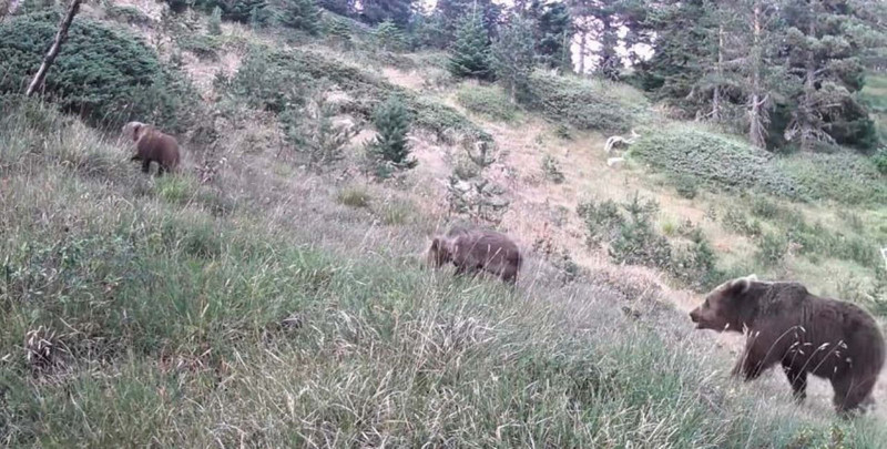 Türkiye'de Ordu, Manisa, Tekirdağ, Ankara için endişelendiren haber! Uzmanlar 2'şer 3'er görülmeleri korkutucu dedi - Resim: 2