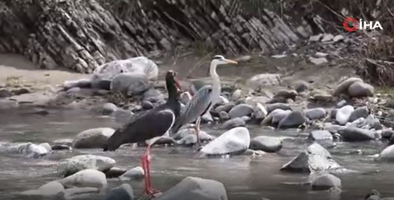 Tunceli'de doğada 2 tanesi ortaya çıktı. İçinden 1 tanesi çok farklıydı! Türkiye'de görülmeyen hayvan Tunceli'de ortaya çıktı - Resim: 3