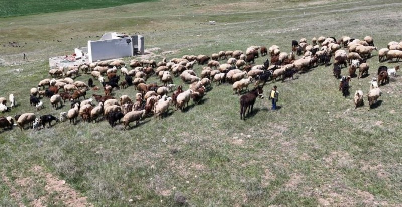 Kırıkkale'de 1000'lerce koyuna bakan çoban, kendisi hakkında bir detayı verdi! 1000'lerce koyuna bakanın çobanın verdiği detayı duyanlar hayrete düştü - Resim: 6