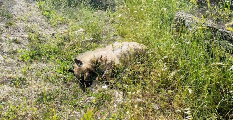 Adıyaman’da 1 tanesi doğada bir anda ortalığa fırladı! Daha sonra savrularak yol kenarına düşen hayvana bakınca o olduğunu gördüler - Resim: 2