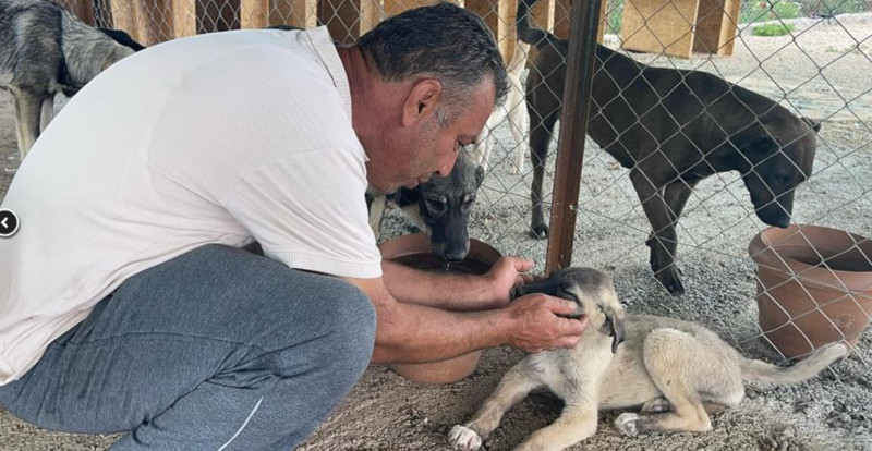 Osmaniye'de 2 tane hayvanı yan yana görmesinin ardından yanlarına gitti. 1 tane hayvanla ilgili detayı fark edince gözyaşlarını tutamadı - Resim: 5