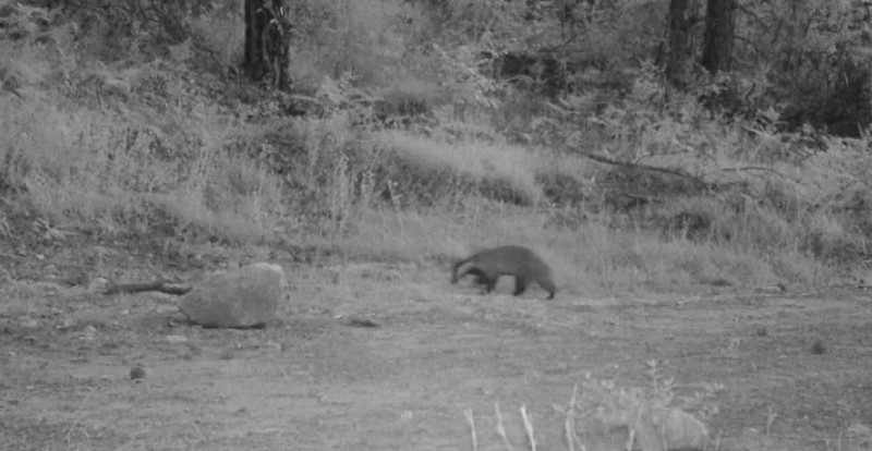 Safranbolu ormanında fotokapanla yaban hayatı görüntülendi. Yaban hayatının özel hayvanlarından bir de kendini gösterdi - Resim: 3